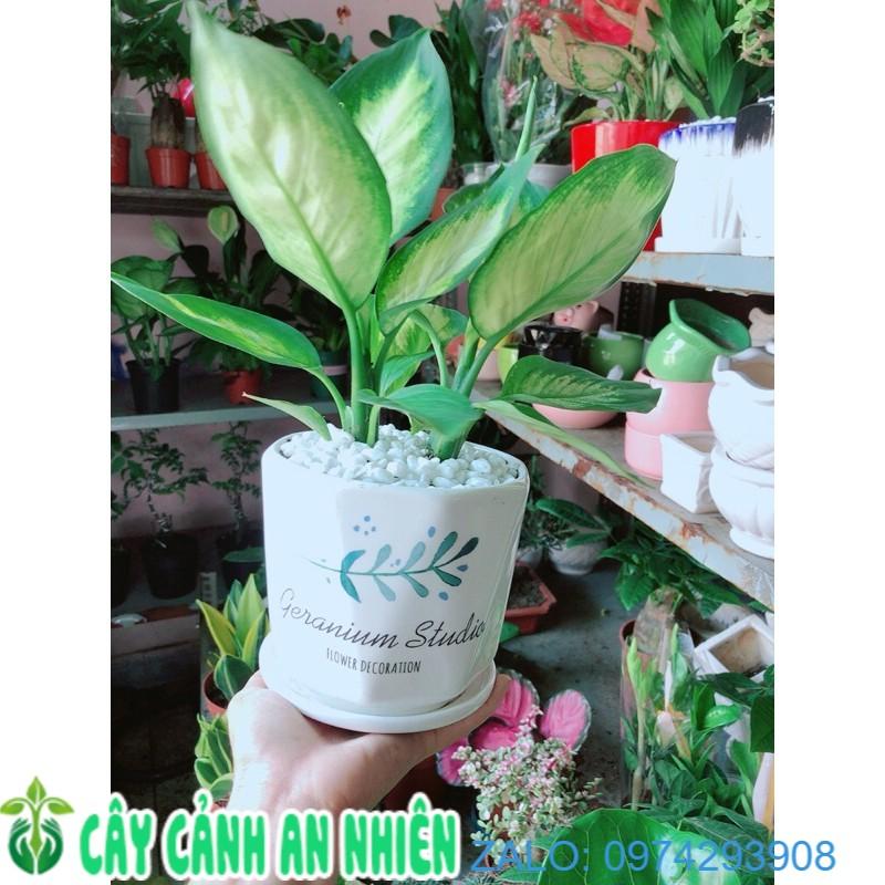 Chậu Cây Vạn Niên Thanh