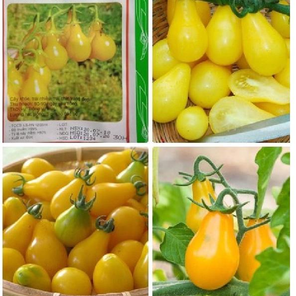 Hạt giống cà chua quả trái lê vàng dể trồng f1-gói 20 hạt-tặng kèm gói phân bón lót