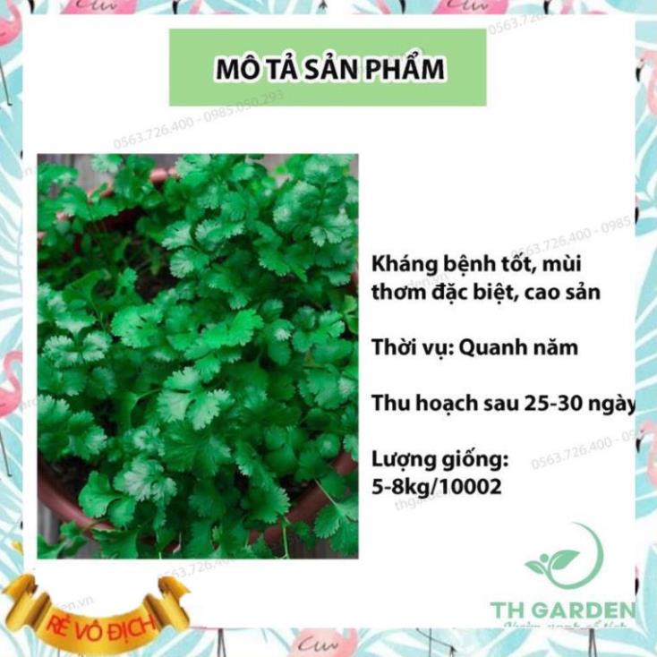 Hạt giống rau ngò (rau mùi tía) Hạt rau thơm