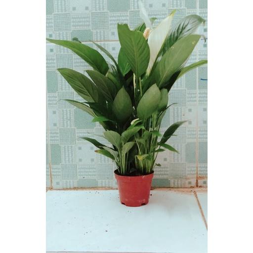 Hoa Lan Ý Hàng Đẹp