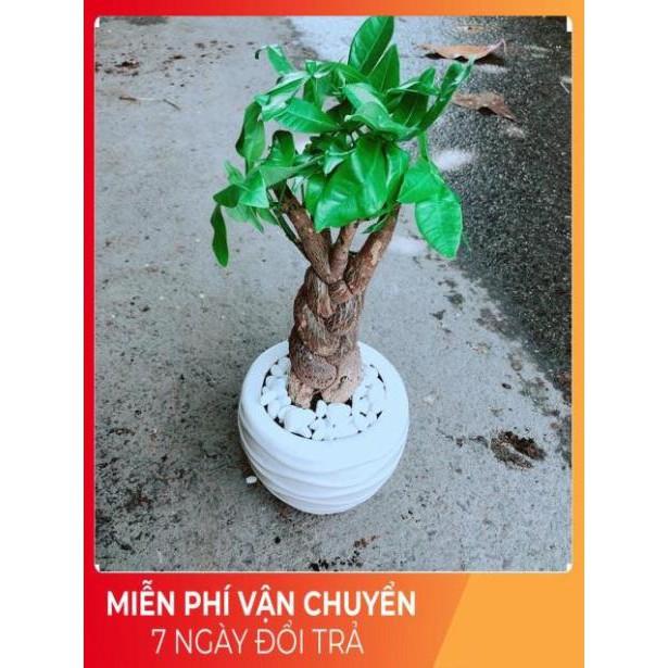 Chậu Kim Ngân 3 Thân Thắt Bính