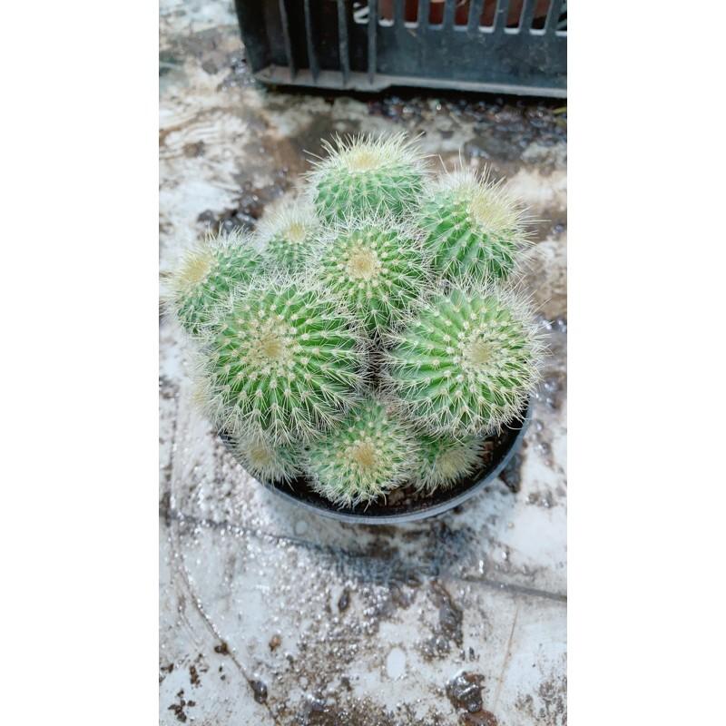 Xương Rồng Bụi