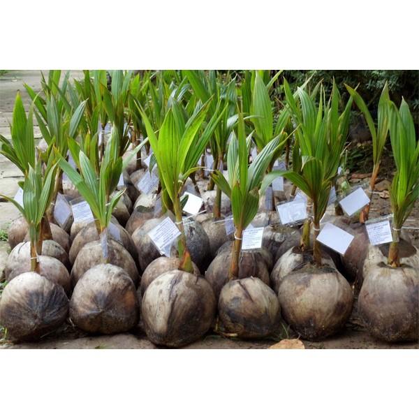 Cây giống DỪA XIÊN LÙN siêu quả - cây giống chuẩn F1