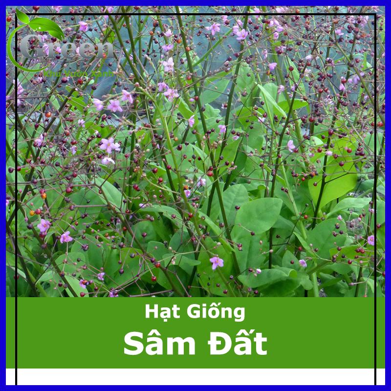 Hạt Giống Cây Sâm Đất - Sâm Mồng Tơi - Thổ Sâm