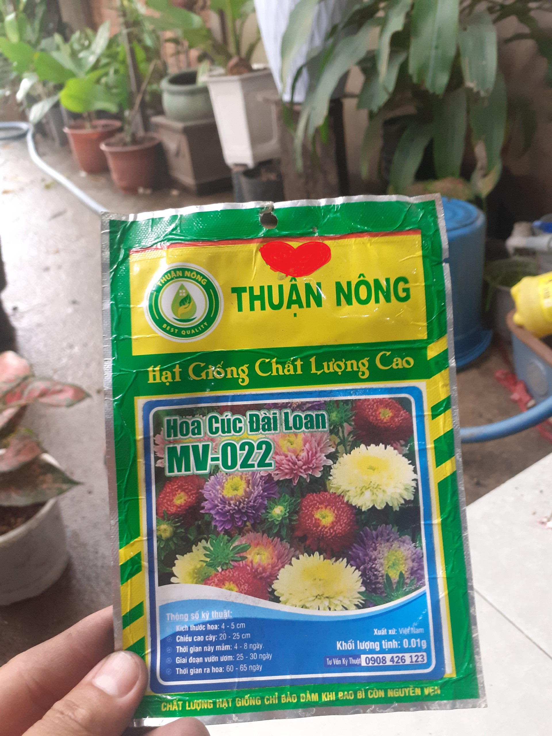 Combo 5 gói hoa cúc đài loan nhiều màu.