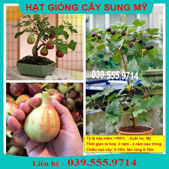 HẠT GIỐNG SUNG MỸ - CÂY TRỒNG CHẬU