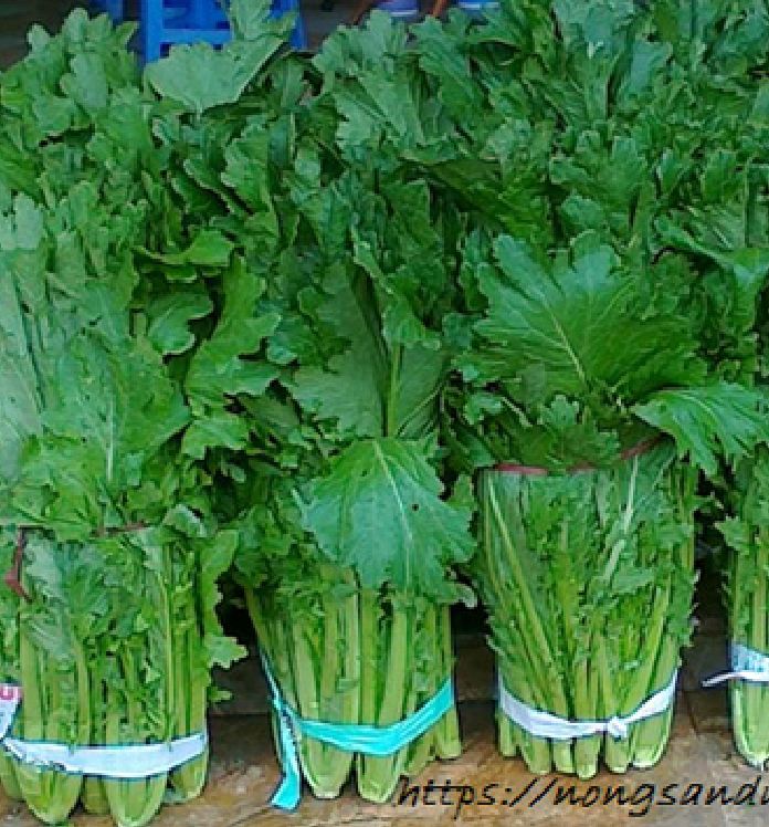 Hạt giống rau cải mèo Hà Giang - gói 100gram