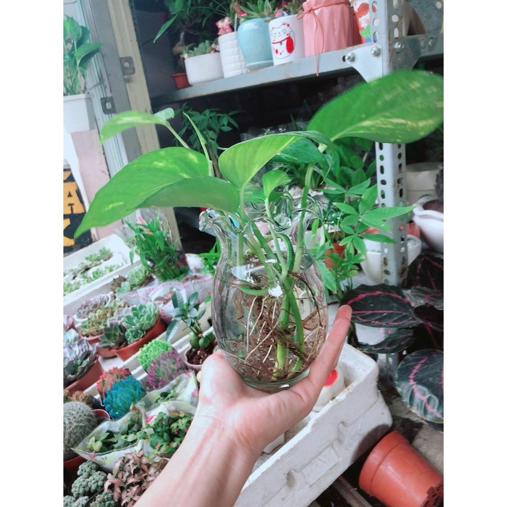 Chậu trầu bà thủy sinh Bán Chạy