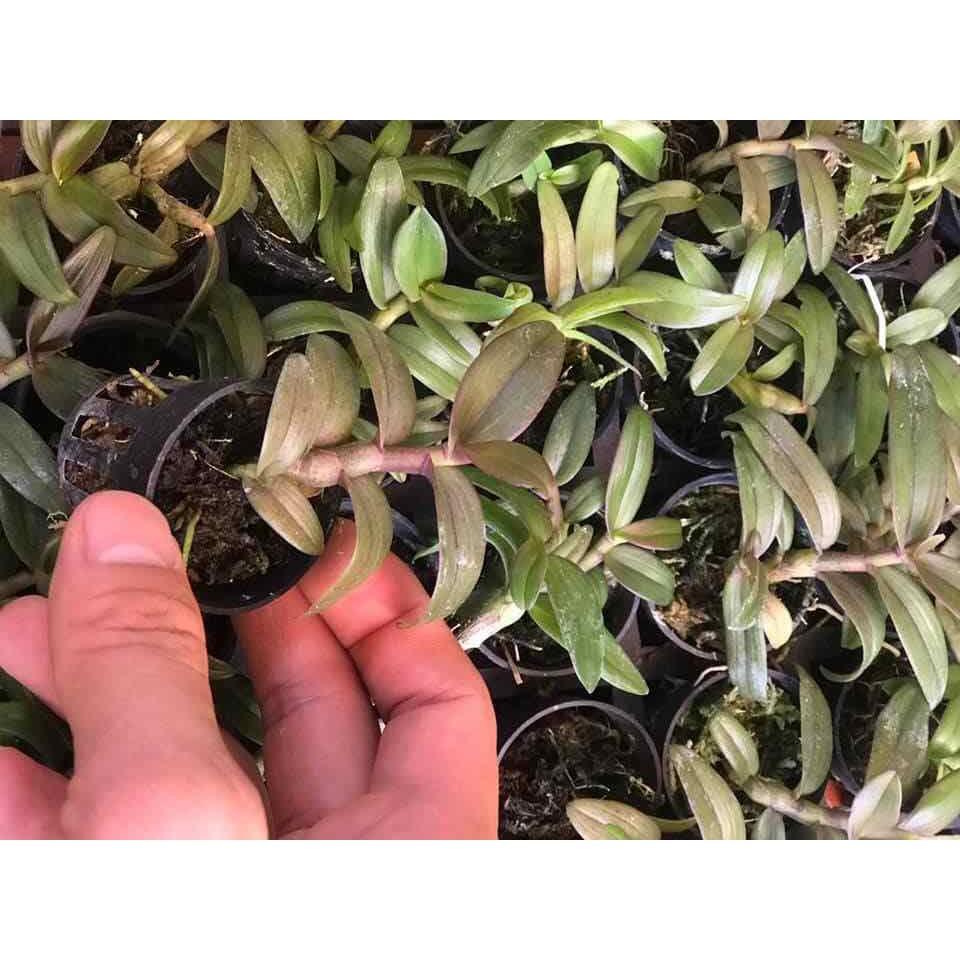 Phi điệp xước giống