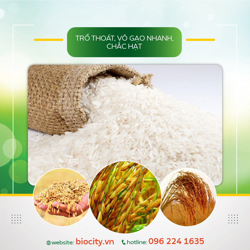 Phân th-uốc sinh học giúp cây lúa chống sập, cứng cây lúa - Ô Diamo 11 250ml