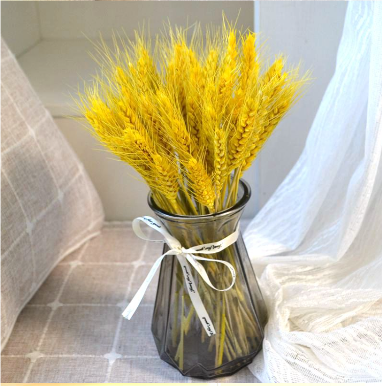 Bông lúa mạch vàng trang trí hoa khô decor phụ kiện chụp ảnh xinh xắn