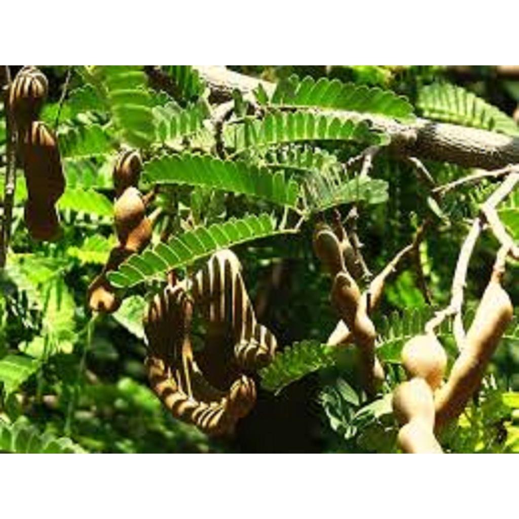 Cây giống Me CHUA CAO SẢN *