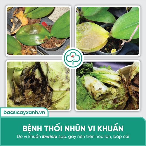 Phân bón vi lượng BS06 Nano Đồng Rửa vườn, tẩy rong rêu, nấm móc, phòng ngừa bệnh cây trồng 250/500ml NSX Bacsicayxanh