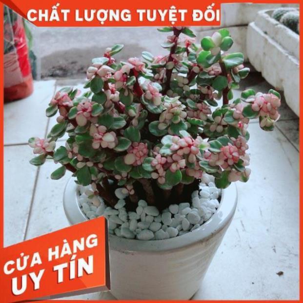 Chậu Sen Đô La
