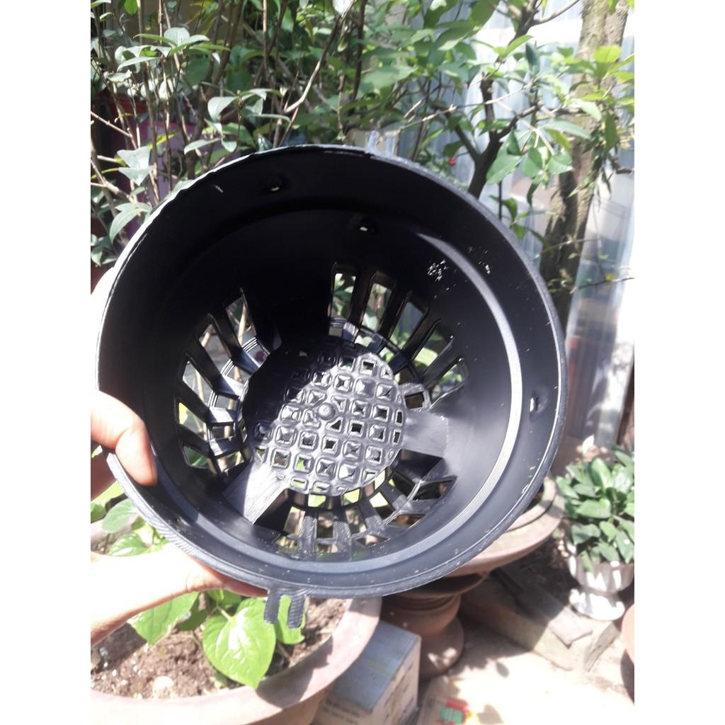 Combo 10 chậu lan fi18