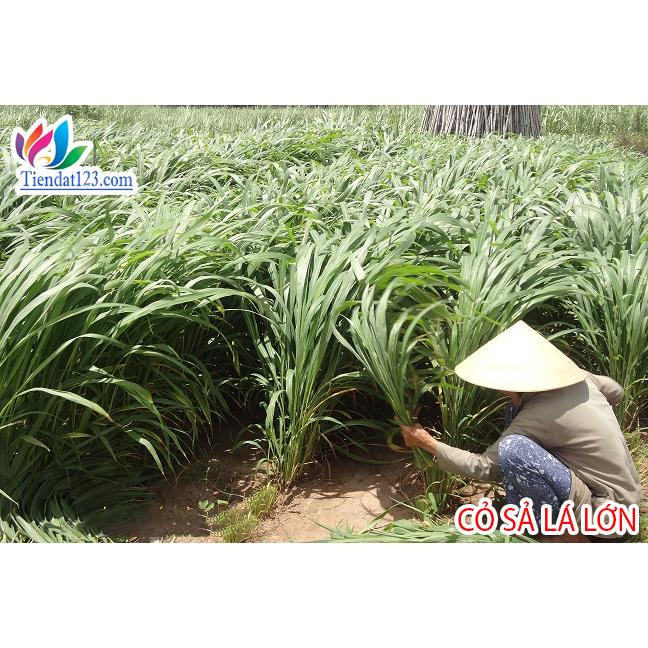 Hạt Giống Cỏ Chăn Nuôi, Cỏ Voi, Cỏ Xả -
