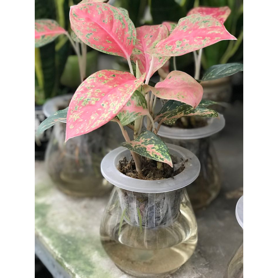 Cây phú quý để bàn thủy sinh