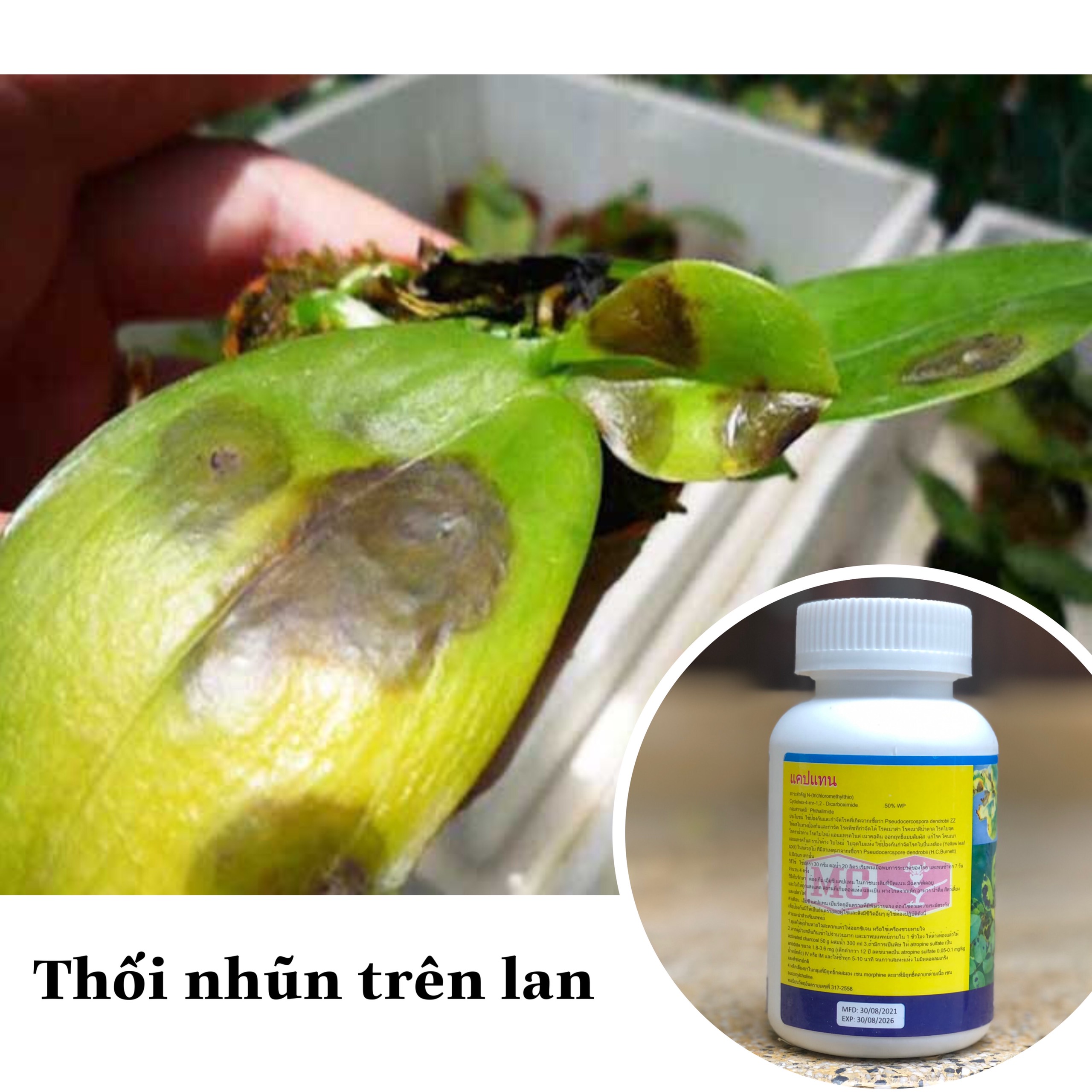 Captan Trị Nấm, Thối nhũn cho Lan, nhập Thái - 50g