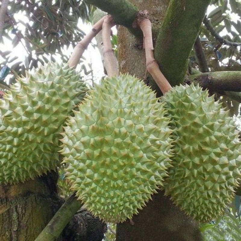 Cây Giống Sầu Riêng Ri6 Da Xanh Cơm Vàng Hạt Lép