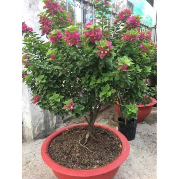 Cây giấy Mỹ gốc to đẹp