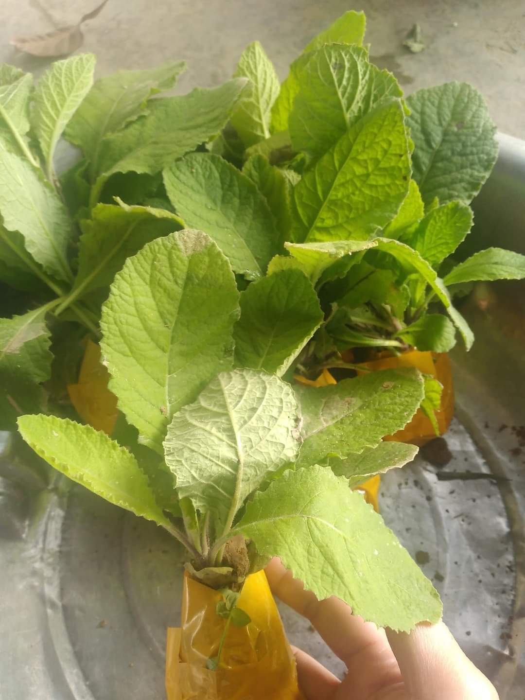Cây cải trời sấy khô gói 1kg
