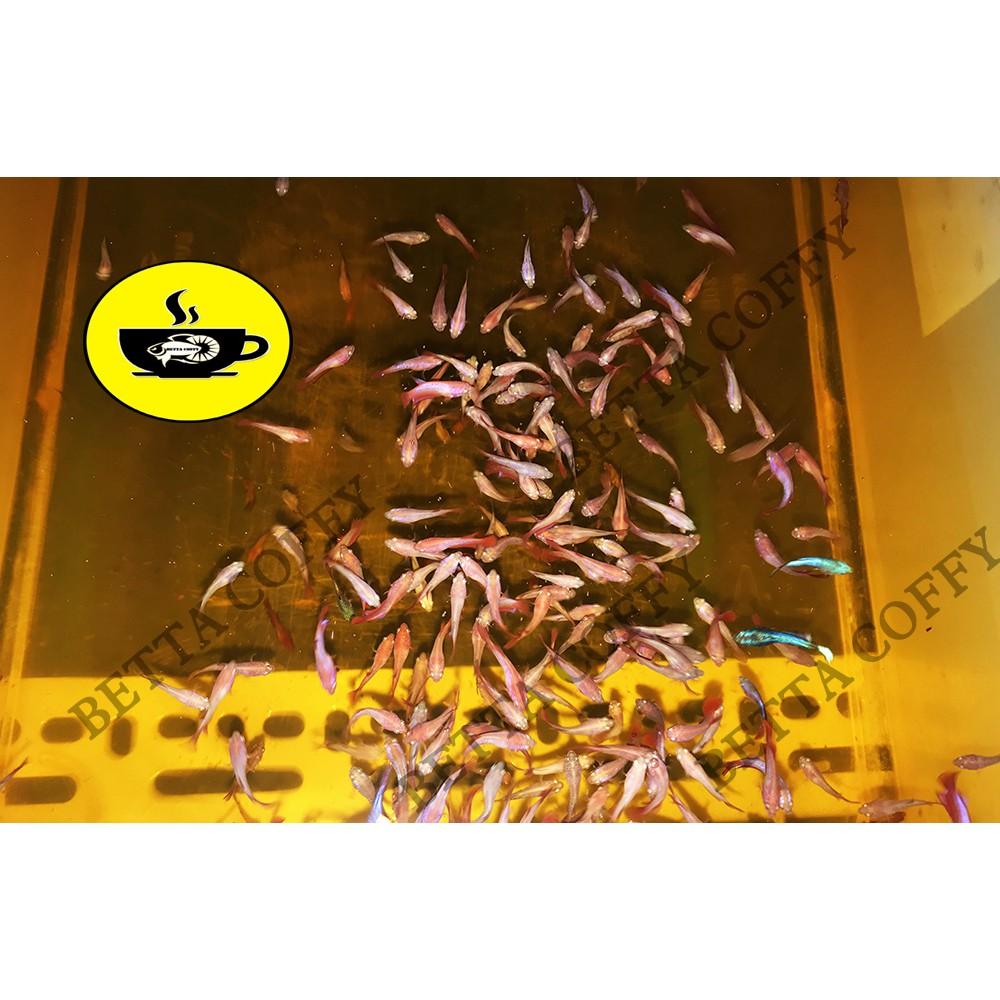 Thức ăn cho cá 7 màu & betta con - Cám CC Brown