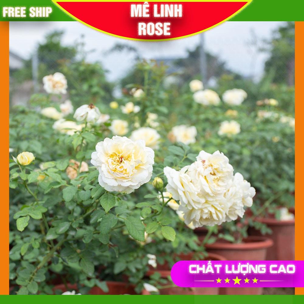 Hoa Hồng Ngoại Màu Trắng- Vàng Tươi Sáng Bông Nở To Mùi Hương Thơm Nhẹ
