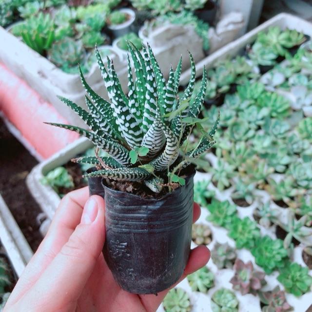Cây Móng Rồng sọc trắng