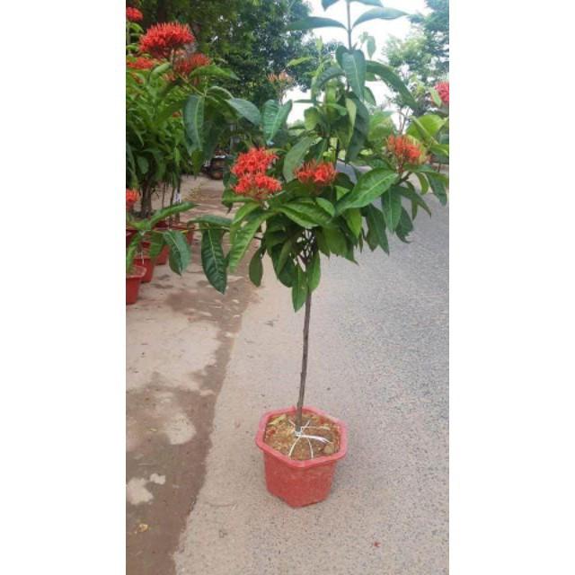 Mẫu đơn mỹ bông to thoát thân cây đẹp