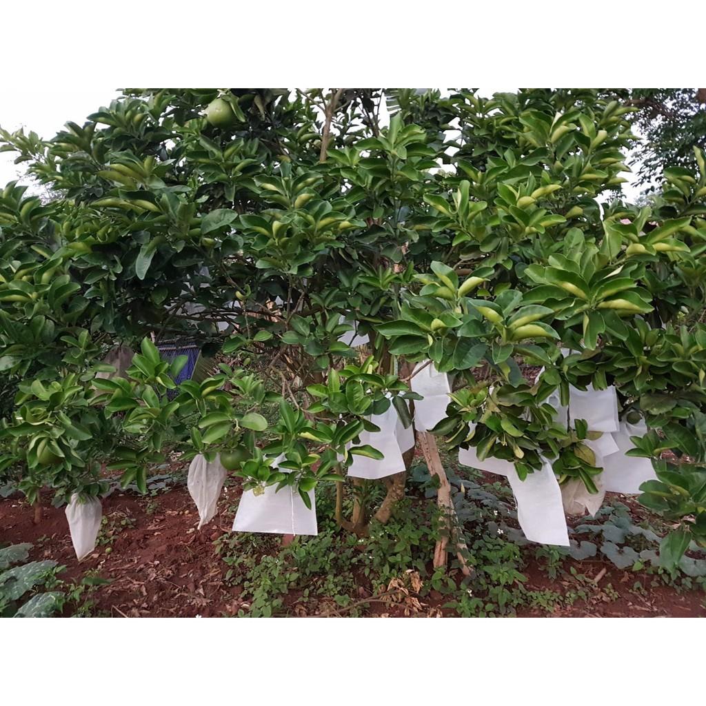 100 Túi Bọc Ổi Bưởi Xoài Na