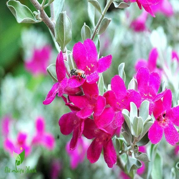 CHẬU HOA TUYẾT SƠN PHI HỒ