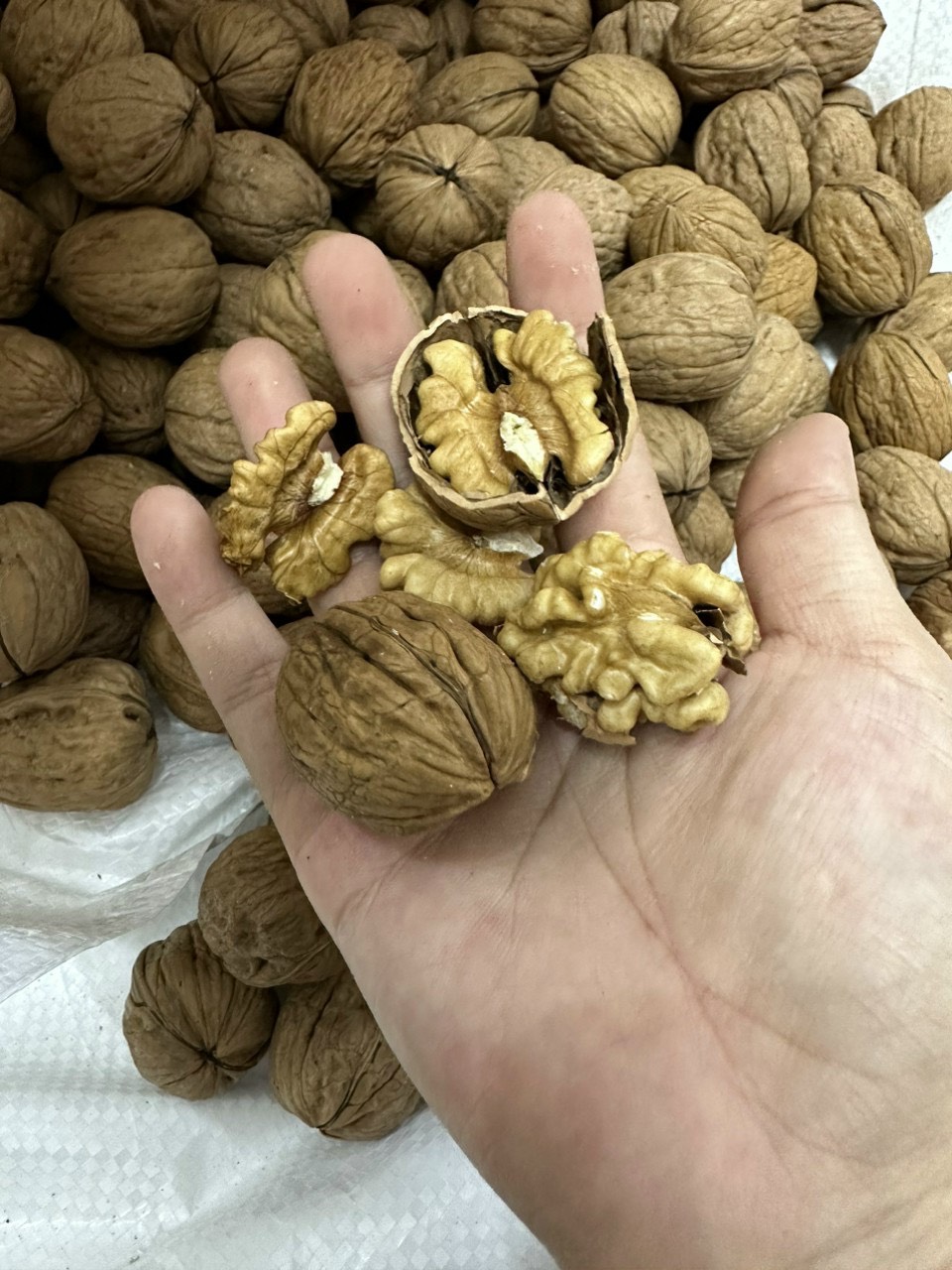 Quả Óc Chó Vàng Mỹ Nguyên Vỏ Chuẩn Hàng Nhập Khẩu, Không hôi dầu, Tặng dụng cụ tách vỏ