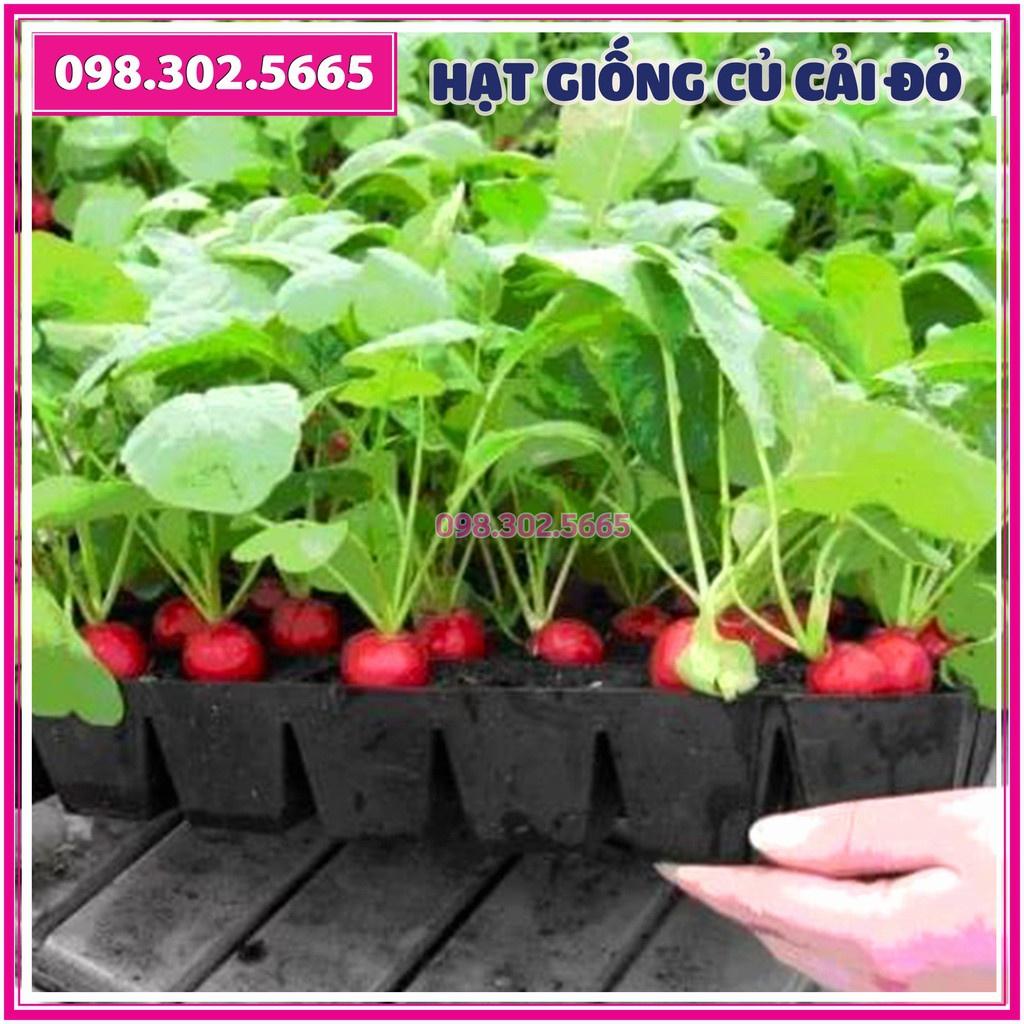 Hạt giống củ cải đỏ tròn F1 - gói 5g - dễ trồng, dễ chăm sóc, năng suất cao