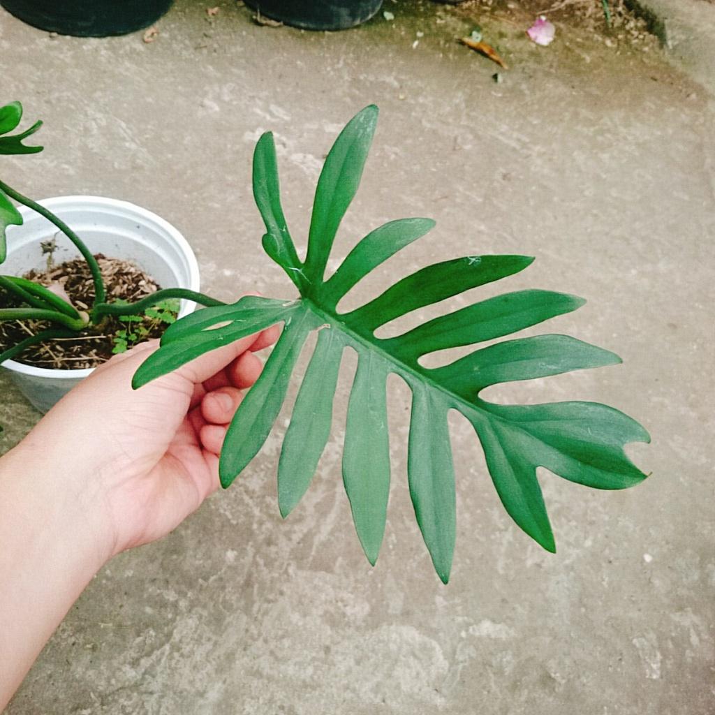 Cây Trầu Bà Mayoi - Philodendron Mayoi - cây cảnh trong nhà trang trí nội thất