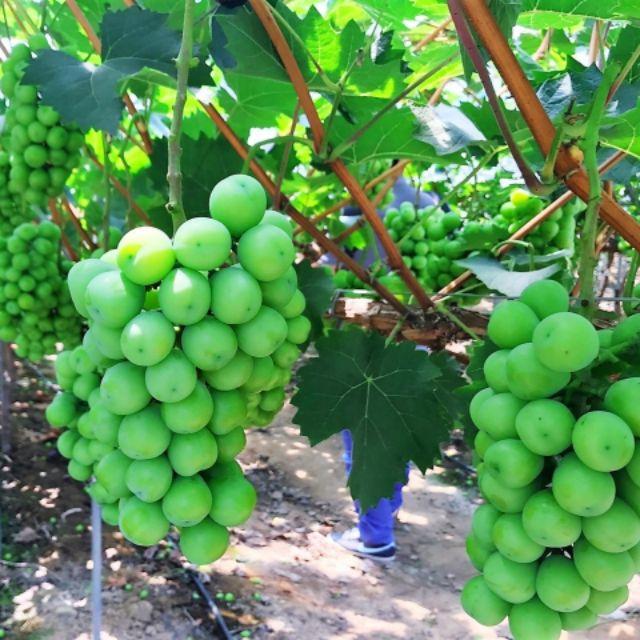 Cây Nho Giống Mẫu Đơn Shine Muscat
