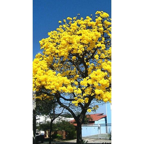 Cây giống Phong Linh Vàng, hoa đẹp rực rỡ, gửi đi nguyên bầu