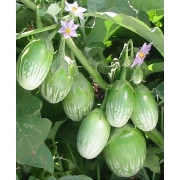 Hạt giống Cà Trứng Rồng Mã Lai/gói 0.3gram-tặng kèm gói phân bón lót