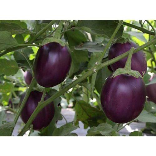 Hạt giống cà bát tím quả tròn F1 KNS342 - Gói 0.5gram