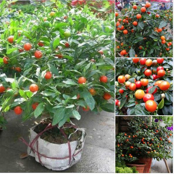 Hạt giống ớt kiểng quả tròn 30 hạt/gói