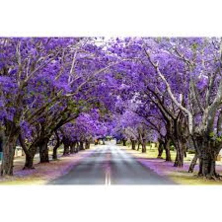 Hoa phượng tím chùm ớt đà lạt- hàng gửi đi nguyên bầu giống