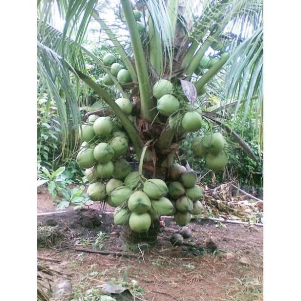 Cây Giống Dừa Dứa Siêu Thơm Nguyên Chủng