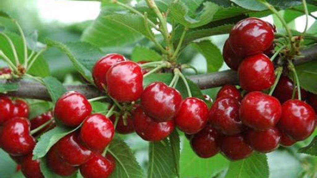 Cây CHERRY ANH ĐÀO cam kết chất lượng