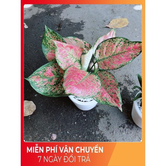 Chậu Vạn Lộc