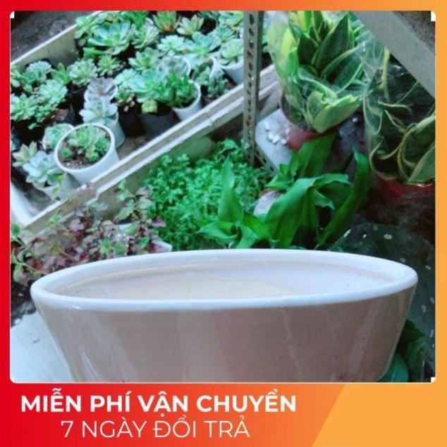 Chậu Trồng Cây