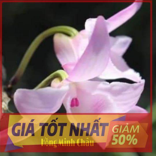 CHẬU HOA LAN PHI ĐIỆP HỒNG MINH CHÂU CÂY GIỐNG CẤY MÔ SIÊU ĐẸP cam kết chất lượng UY TÍN CHẤT LƯỢNG