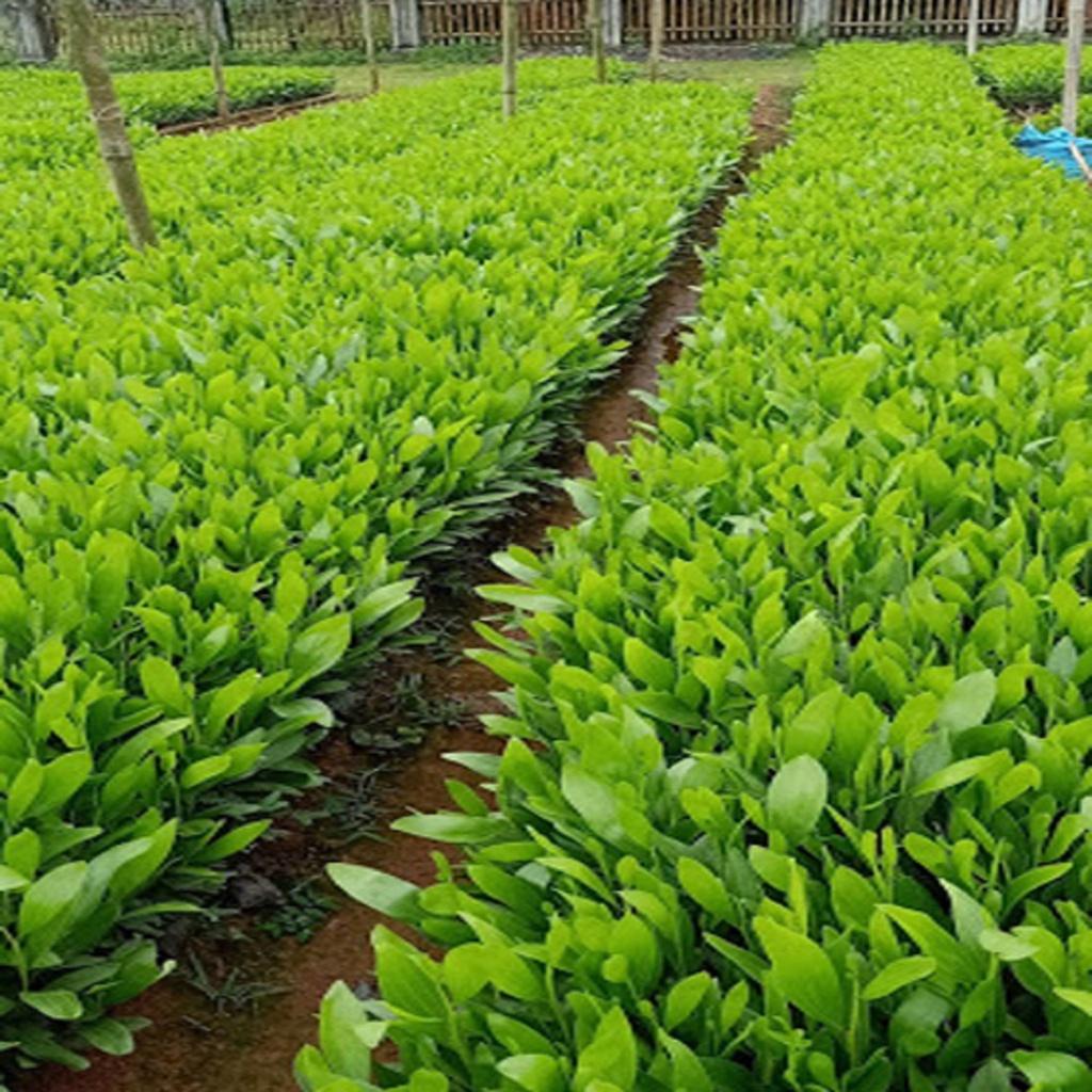 200 GRAm HẠT GIỐNG KEO TAI TƯỢNG ÚC tuyển chọn NẢY MẦM CAO.