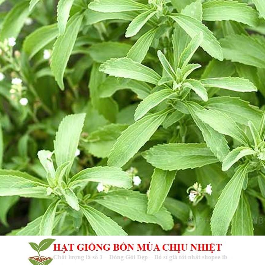 GÓI 50 Hạt Giống Cỏ Ngọt Stevia NẢY MẦM TỐT