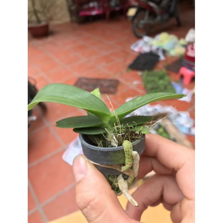 Ngọc điểm giống