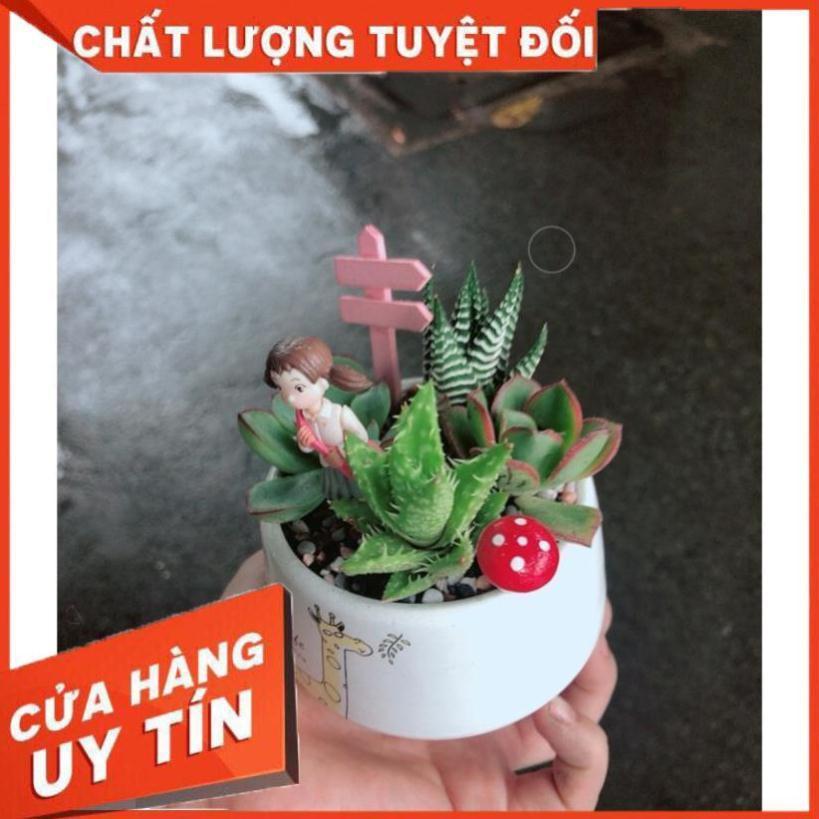 Chậu sen đá tiểu cảnh 13