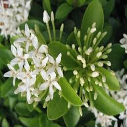 CHẬU HOA MẪU ĐƠN TRẮNG ĐƠN TA, HOA RẤT THƠM